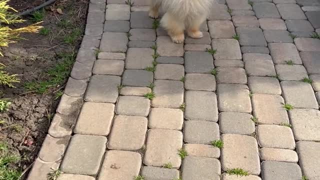 Small Dogs on Sidewalk