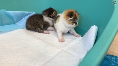 "Mom it is my kitten!" - baby monkey Susie is worried and does not give kitten, hugging him