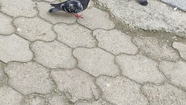 Pigeons eating sausage