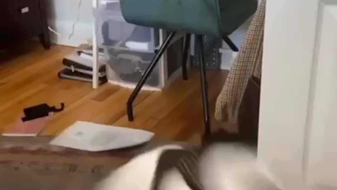 Scary cat 🐱‍👤😯