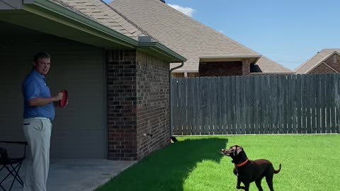 Dog Fails To Fly Over Fence Jump