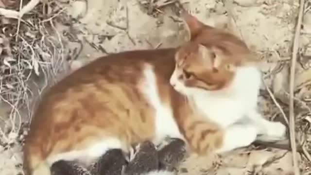 Prickly puppies for a mother full of love! Watch till the end