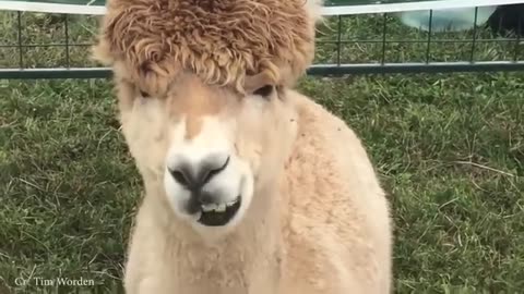 Animal Funny