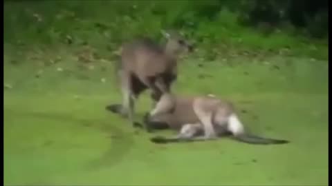 Crazy Kangaroo Fight Knock Out And Put To Sleep