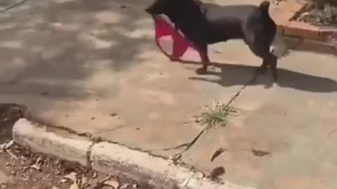 Someone is looking for this🐕