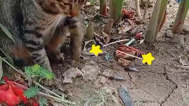 cat vs lizard