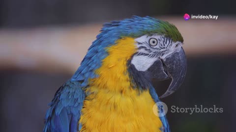 Hilarious Pet Fails and Wins on Furry Fun TV!