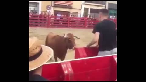 funny animals life
