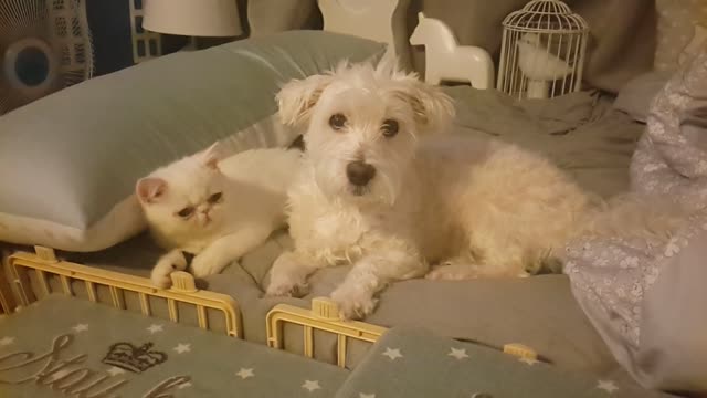 Healing time with dogs and cats.