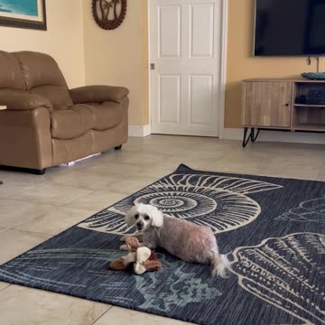 Lulu - playing. Age 12. May 20, 2024.