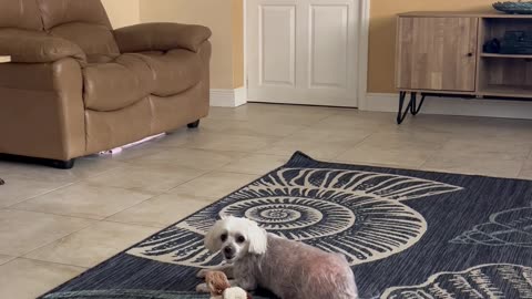 Lulu - playing. Age 12. May 20, 2024.