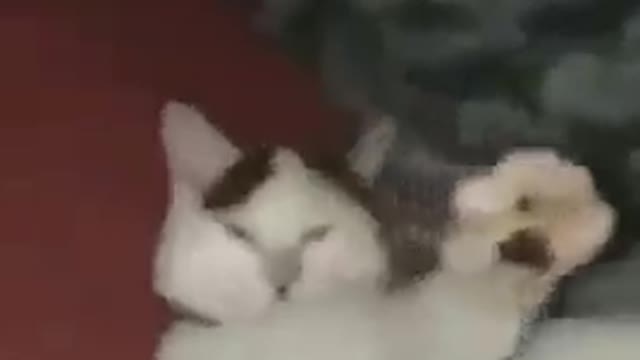 Cat showing middle finger to his owner . lol . Funny TikTok videos