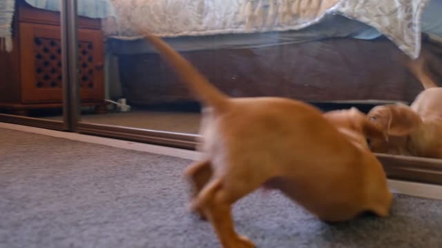 How remarkable puppy is doing impressive tricks to catch another puppy