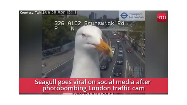 Viral video- Seagull photobombs traffic cam in London