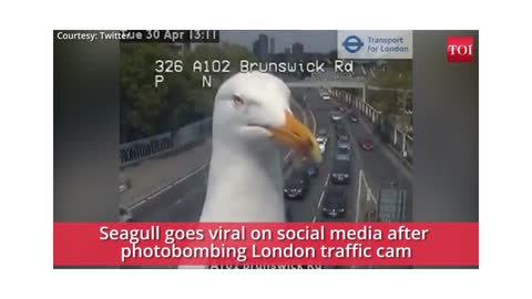 Viral video- Seagull photobombs traffic cam in London