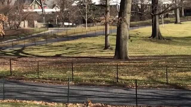 Brown dog jumps hops over black fence but ends up face planting