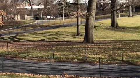 Brown dog jumps hops over black fence but ends up face planting