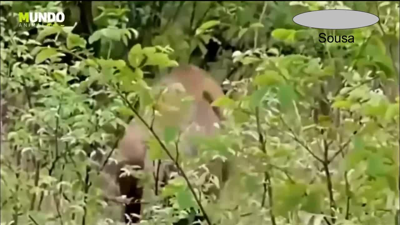 The battle of the wild animals