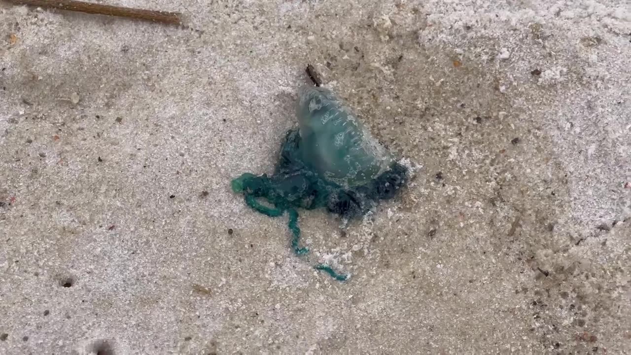 Portuguese Man O’ War (Physalia physalis) Blue Bottle Jellyfish Stock Footage Copyright Free