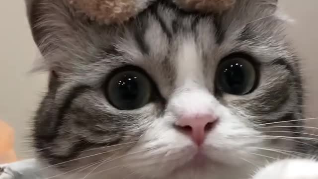 The cutest cat in the world is what you are seeing now