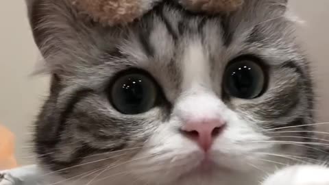 The cutest cat in the world is what you are seeing now