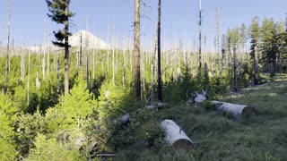 Climbing Up to First Views of Mount Hood on Tilly Jane Trail – Oregon – 4K