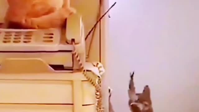 This Kitty Is So Smart It Can Do All Kinds Of Tricks!"