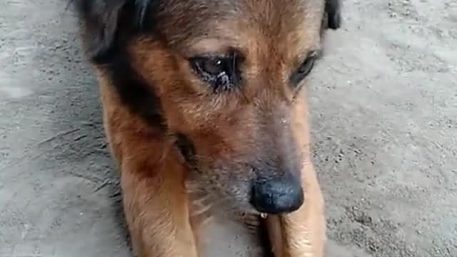 This dog lives alone, his puppies have been adopted