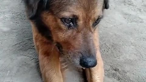 This dog lives alone, his puppies have been adopted