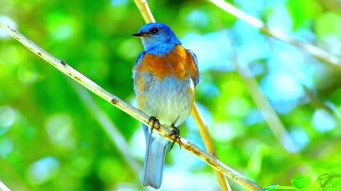 Colorful of Birds