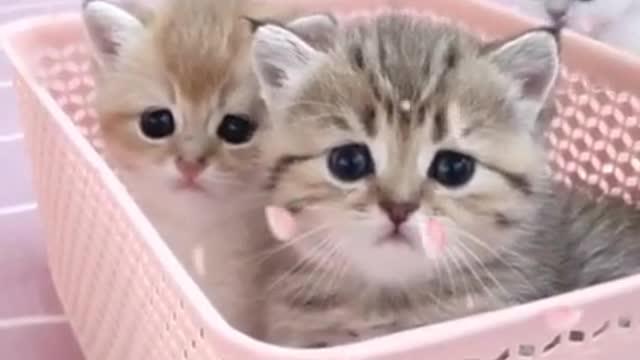 Cute Pets And Funny Animals Compilation | Cute Animals
