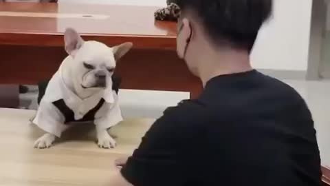 The clever dog surprised his trainer