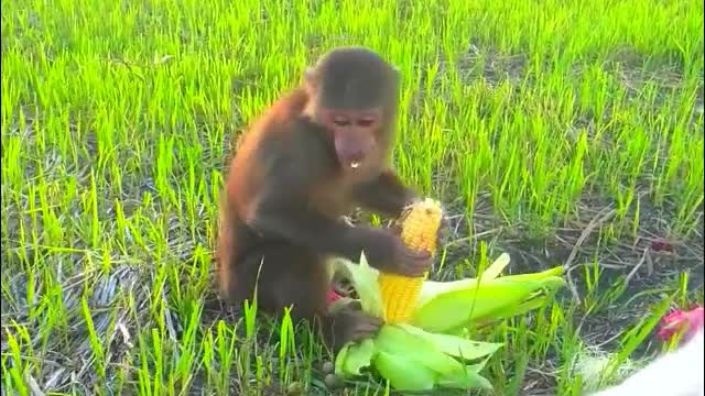 Super Sweet, Monkey Abu&Goat Friends are.enjoying the red dragon fruit- Monkey Animals 058