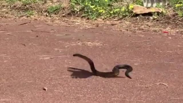 Bird Vs Snakes Attacks