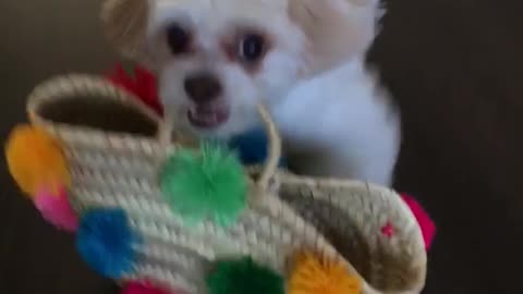 White dog carries white bag