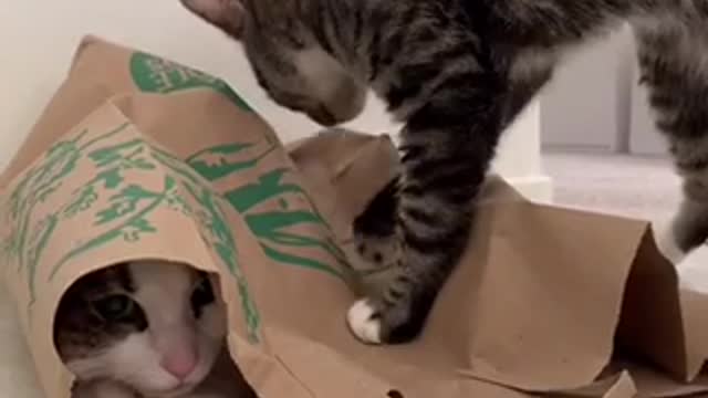 Cute baby animals Videos cute moment of the animals - Cutest Animals On Earth #3