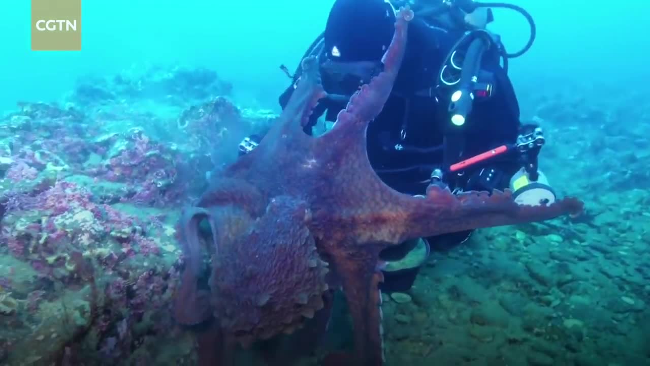 how octopus attact on diver in sea