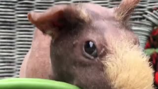 Hungry guinea pig snacks on tasty green beans