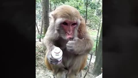 Funny Animals Videos