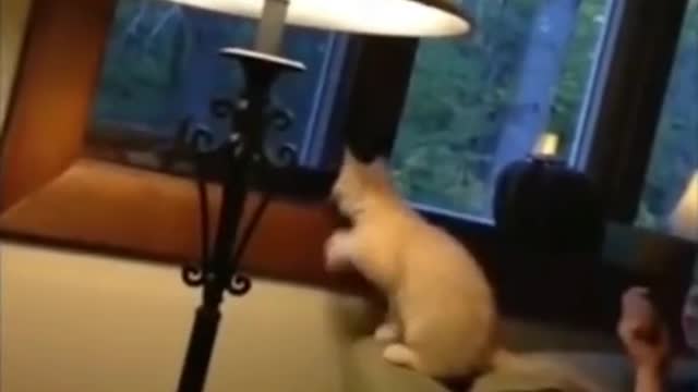 CuteKittyLife#1 Those gifted cats Funny Animal Videos 2022