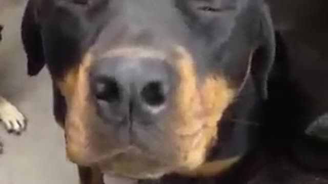 Rottweiler Massage 🐶