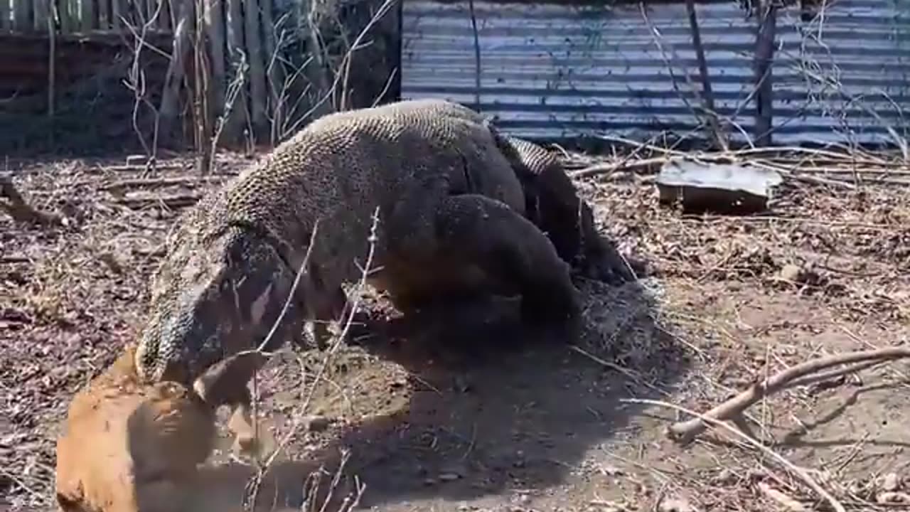 Komodo Dragon full speed Chasing Baby Goat