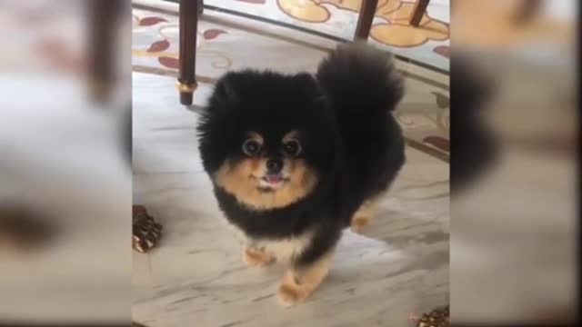 Cute smol dog