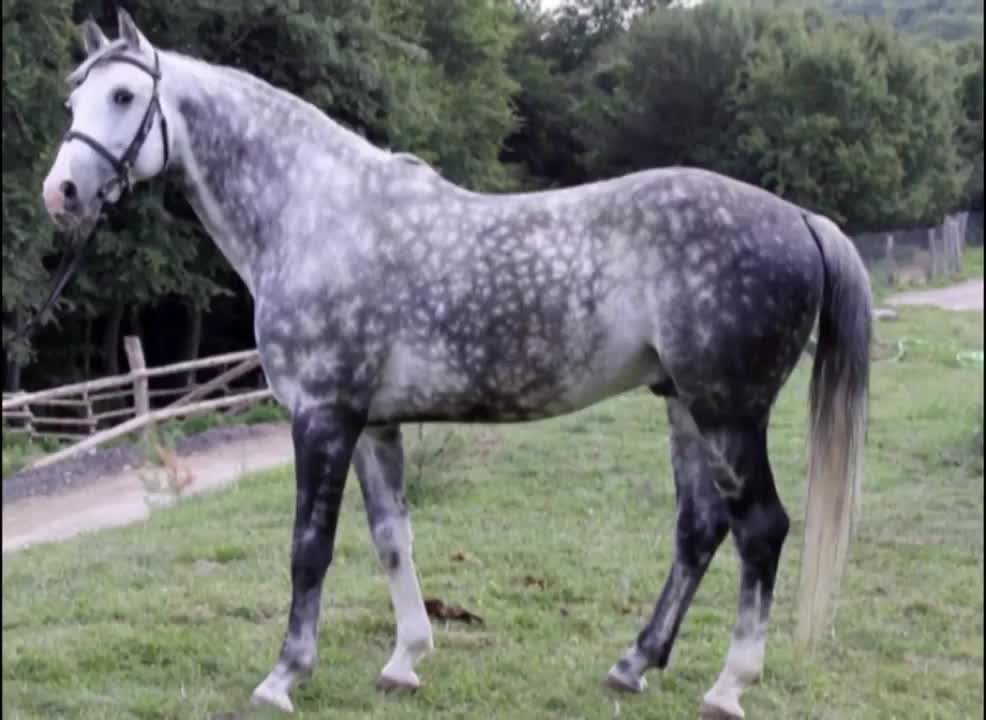 Horse - top ten breeds of horse