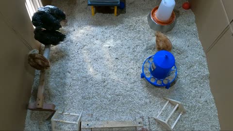 My Backyard Chickens - Episode 16