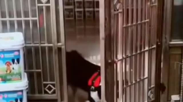 Funny Dog Video