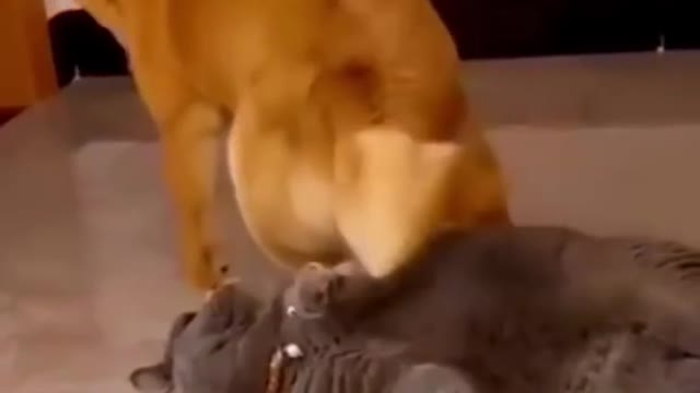 FUNNY CATS VIDEOS #CATS #FUNNYCATS #shorts