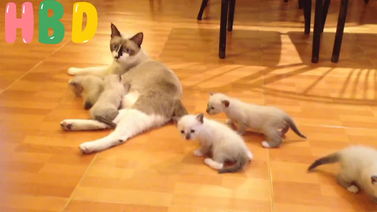 A Nursing Mother❤❤ Cat With Kittens💕💕 On The House Floor