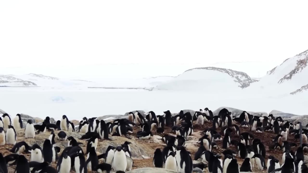 L'Antarctique FERMÉ par les États Unis Après qu'un Drone Ait Capturé Ce Que Personne ne Devait Voir