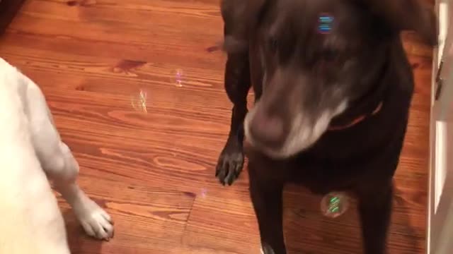 Two puppies eat bubbles